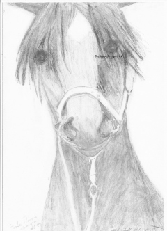 My drawing of the race horse Tessa Rosso