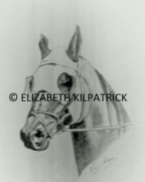 My drawing of the race horse Vo Rogue